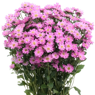 アスター ステラ ピンク