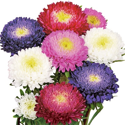 アスター あずみXL 混合