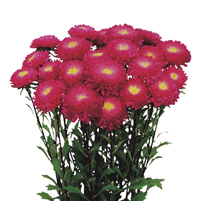 アスター あずみXL ローズ （ver.2）