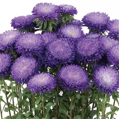 アスター あずみXL ブルー