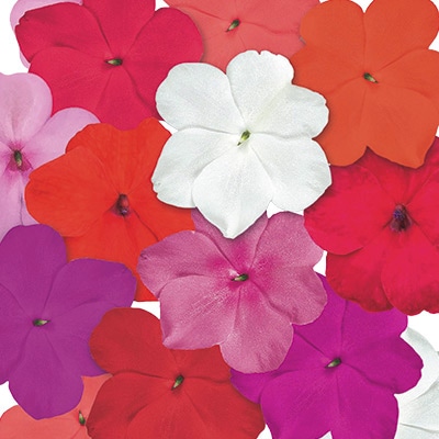 インパチェンス ミックス