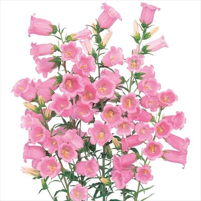 カンパニュラ メイ ピンク