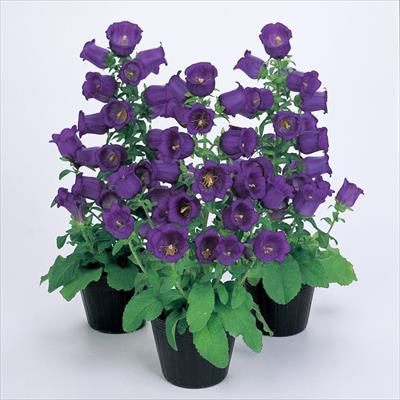 カンパニュラ アピール ディープブルー