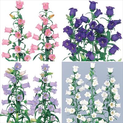 草花の種 カンパニュラ 種 タネ 球根 苗の通販はサカタのタネ オンラインショップ