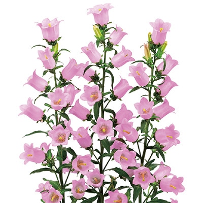 カンパニュラ チャンピオンiQ ピンク