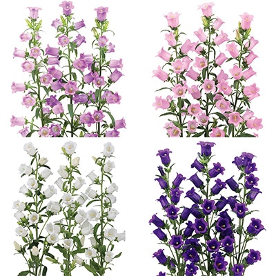 パパイヤ種子（タネ）　品種名　リオグランデ　10g（約650粒） 楽天市場】【種子】バミューダグラス リオ(コート) タキイ種苗の