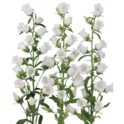 カンパニュラ チャンピオンiQ ホワイト