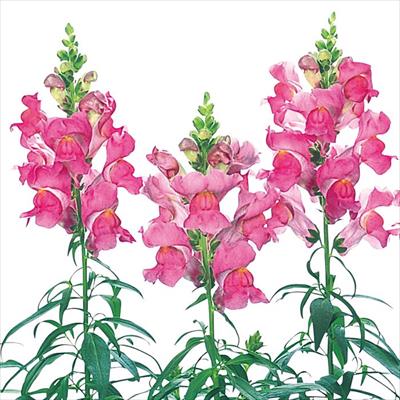 キンギョソウ スピーディーソネット  ピンク