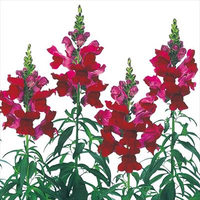 キンギョソウ スピーディーソネット クリムソン