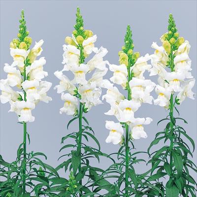 キンギョソウ スピーディーソネット ホワイト（ver.2）