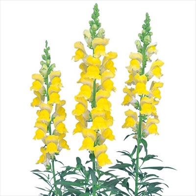 キンギョソウ ソネット イエロー