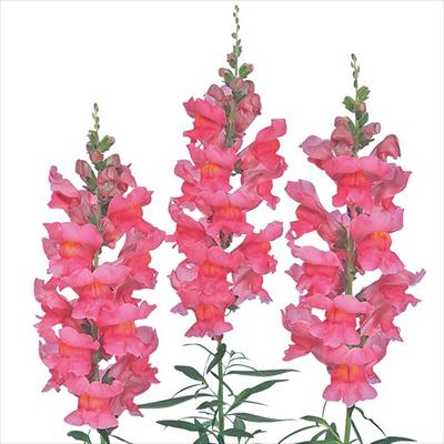 キンギョソウ ソネット ローズ