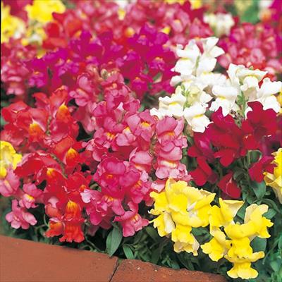 キンギョソウ フローラルシャワー 特選混合