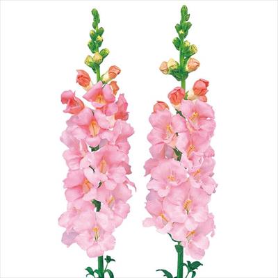 キンギョソウ ファルファレ ライトピンク