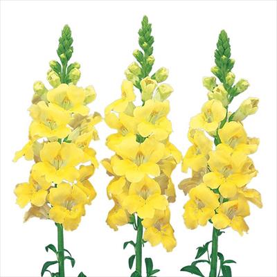 キンギョソウ ファルファレ イエロー