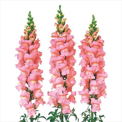 キンギョソウ メリーランド ピンク