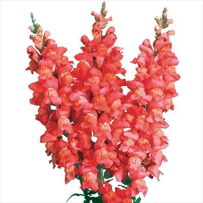 キンギョソウ メリーランド フラミンゴ