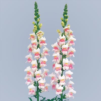 キンギョソウ メリーランド アップルブロッサム