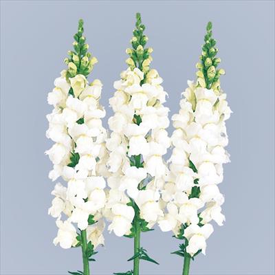 キンギョソウ メリーランド ホワイト