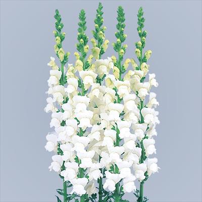 キンギョソウ ポトマック ホワイト