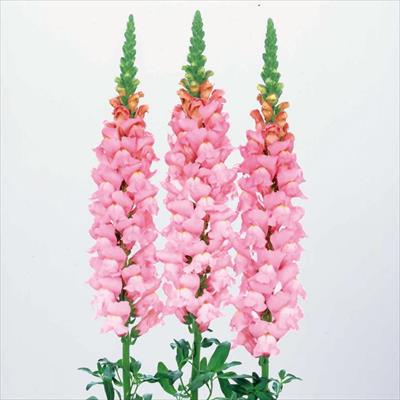 キンギョソウ アスリート ブライトピンク