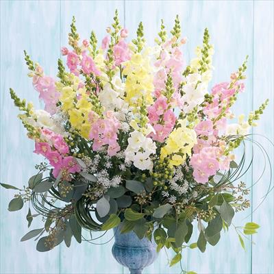 キンギョソウ ファルファレ ミックス