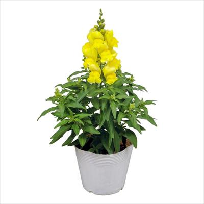 キンギョソウ キャンディートップス(R) イエロー