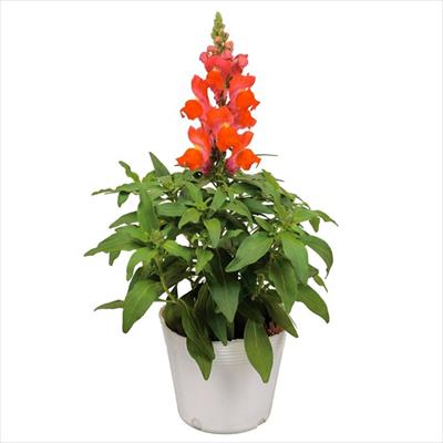 キンギョソウ キャンディートップス(R) オレンジ