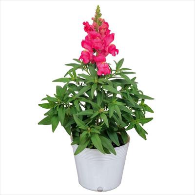 キンギョソウ キャンディートップス(R) ローズ