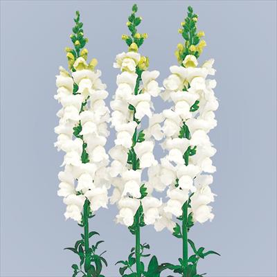 キンギョソウ 雪姫