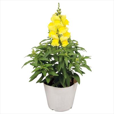 キンギョソウ キャンディートップス(R) イエロー