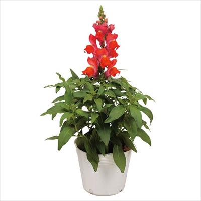 キンギョソウ キャンディートップス(R) オレンジ