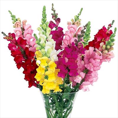 キンギョソウ アスリート ミックス