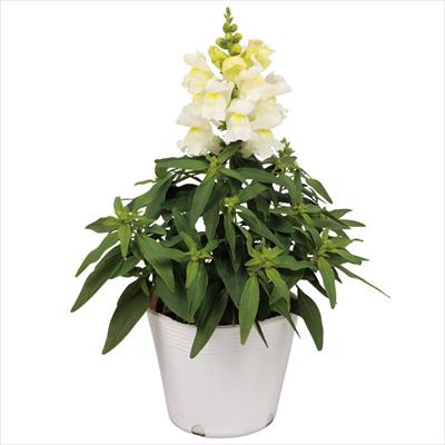 キンギョソウ キャンディートップス(R) ホワイト