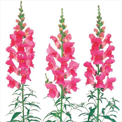 キンギョソウ スピーディーソネット ローズ