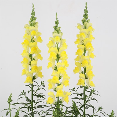 キンギョソウ スピーディーソネット イエロー（ver.2）