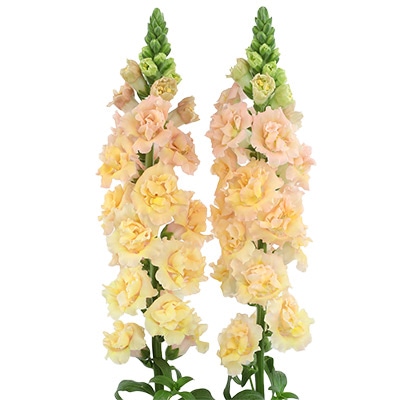 キンギョソウ スナップスター シャンパン