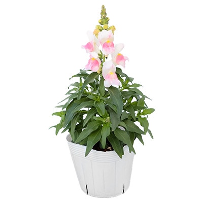 キンギョソウ キャンディートップス(R) ピンクバイカラー