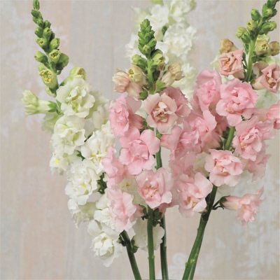 キンギョソウ スナップスター ミックス