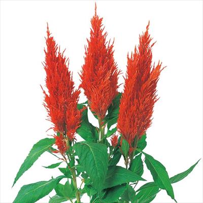 ケイトウ センチュリー ファイアー