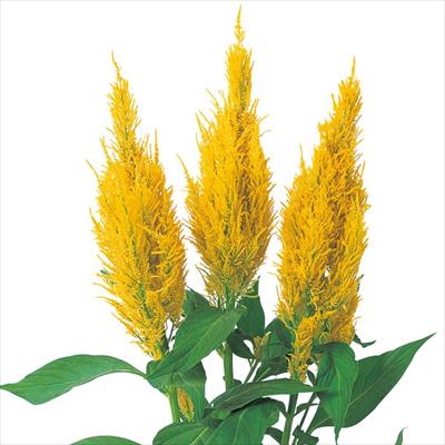 ケイトウ センチュリー イエロー