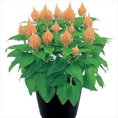 ケイトウ きもの ライトサーモン