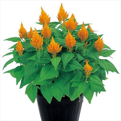 ケイトウ きもの イエロー