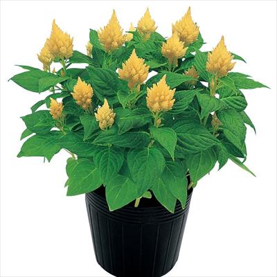 ケイトウ きもの クリーム