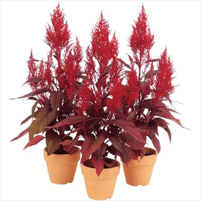 ケイトウ レッド クリフ