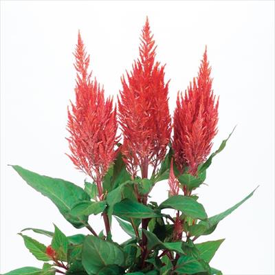 ケイトウ センチュリー サンセット