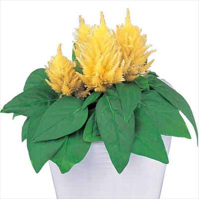 ケイトウ ゆかた クリーム