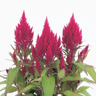 ケイトウ フランマ ブライトレッド