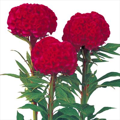 久留米けいとう かがやき