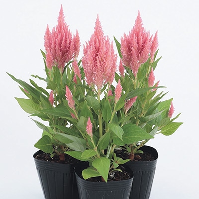 ケイトウ フランマ ピンク